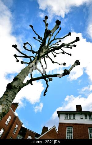 Arbre sans feuilles contre ciel nuageux Banque D'Images