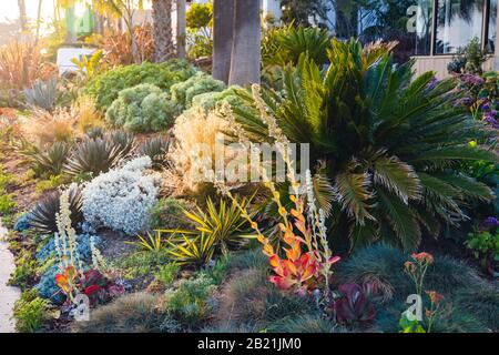 Bel exemple d'aménagement paysager californien avec des plantes variées et tolérantes à la sécheresse. Extrait d'un espace public en février 2020. Banque D'Images