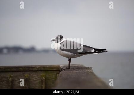 Seagull Reposant Sur Une Journée D'Hiver Banque D'Images