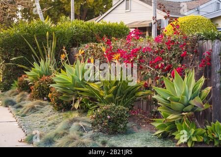 Bel exemple d'aménagement paysager californien avec des plantes variées et tolérantes à la sécheresse. Extrait d'un espace public en février 2020. Banque D'Images