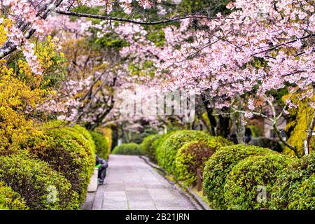 Kyoto, Japon parc jardin entrée temple dans le quartier de Gion avec longue route étroite chemin vide à ryozen honbyo avec des fleurs roses de cerisier Banque D'Images