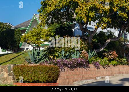 Bel exemple d'aménagement paysager californien avec des plantes variées et tolérantes à la sécheresse. Extrait d'un espace public en février 2020. Banque D'Images