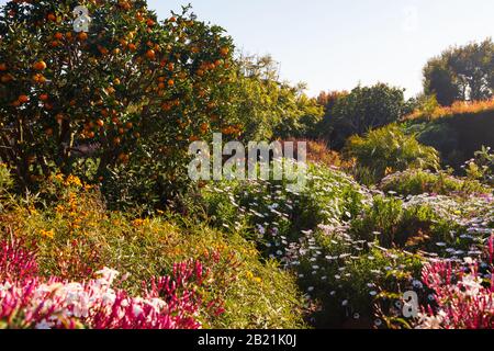 Bel exemple d'aménagement paysager californien avec des plantes variées et tolérantes à la sécheresse. Extrait d'un espace public en février 2020. Banque D'Images