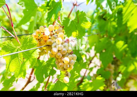 Gros plan de vin blanc vert ou jaune Grechetto raisins accrochés à la vigne avec des grappes à bosse à Assise Ombrie, Italie dans un vignoble viticole Banque D'Images