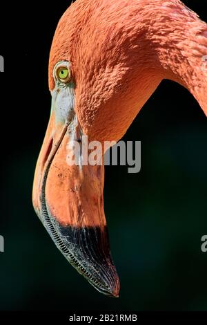 Portrait de Fenicottero cileno (Phoenicopterus chilensis) Banque D'Images