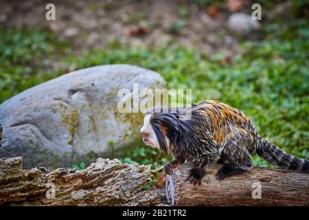 Marmoset à tête blanche (Callithrix geoffroyi) Banque D'Images