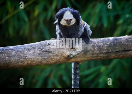 Marmoset à tête blanche (Callithrix geoffroyi) Banque D'Images