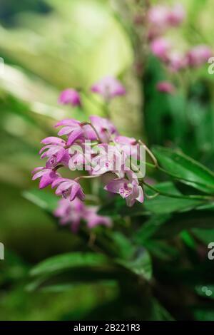 Dendrobium kroyianum. Banque D'Images