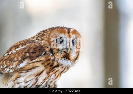 Little Owl (Strix aluco) assis sur une branche d'arbre dans une forêt et regardant autour. Portrait, contact visuel. Il y a de la neige sur la branche. Banque D'Images