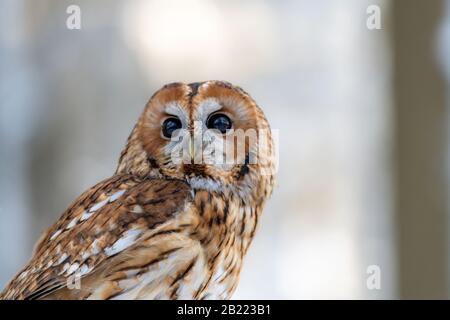 Little Owl (Strix aluco) assis sur une branche d'arbre dans une forêt et regardant autour. Portrait, contact visuel. Il y a de la neige sur la branche. Banque D'Images