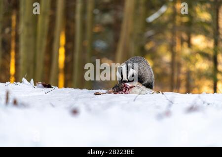 Badger (Meles meles) mange un lièvre dans la forêt. La forêt est pleine de neige. Banque D'Images