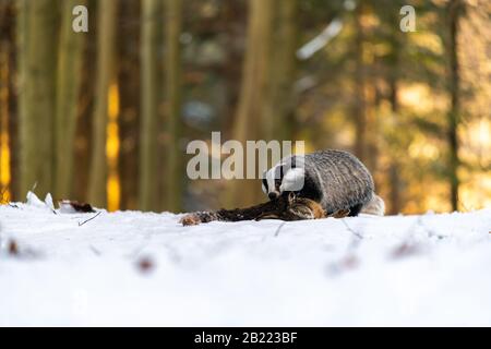 Badger (Meles meles) mange un lièvre dans la forêt. La forêt est pleine de neige. Banque D'Images