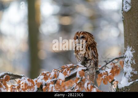 Little Owl (Strix aluco) assis sur une branche d'arbre dans une forêt et regardant autour. Portrait, contact visuel. Il y a de la neige sur la branche. Banque D'Images