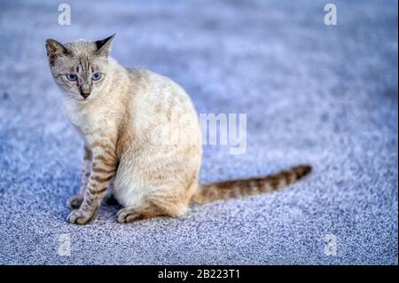 Chat errant aux yeux bleus en Thaïlande, avec des caractéristiques d'une race Tonkinaise Banque D'Images