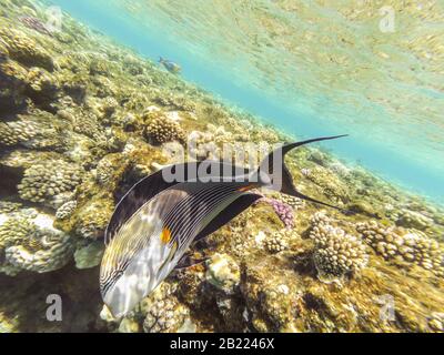 Tir sous-marin en mer Rouge, Egypte. Chirurgien arabe - reconnaissable par des ailerons jaunes brillants. La deuxième caractéristique distinctive de ce poisson Banque D'Images