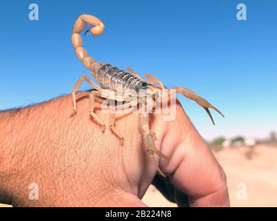 Une espèce de Scorpion originaire de l'Arizona, appelée le Tiry géant, rampant au dos de ma main. Banque D'Images