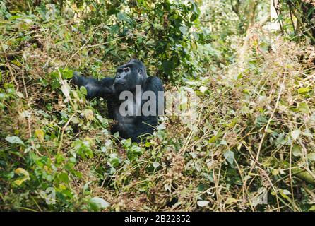 Big Mountain Gorilla Assis et nourrir dans le Bush à Bwindi Impénétrable Forest, Ouganda, Afrique Banque D'Images