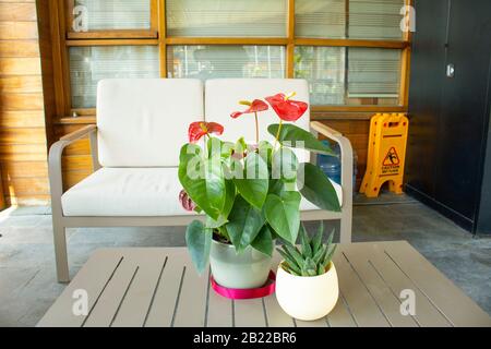 Fleurs de flamants rouges, Anthurium andraeanum, photo de la plante. Dans le pot de fleurs sur la table en bois. Photographié à l'intérieur de la maison. Il y a un siège blanc Banque D'Images