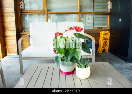 Fleurs de flamants rouges, Anthurium andraeanum, photo de la plante. Dans le pot de fleurs sur la table en bois. Photographié à l'intérieur de la maison. Il y a un siège blanc Banque D'Images