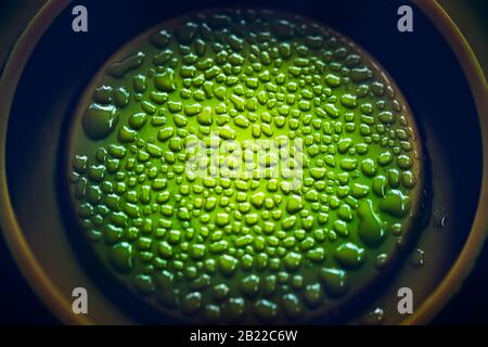 Échantillon de laboratoire expérimental avec biomatériaux, études de laboratoire pour le traitement des maladies, chimie dans les inventions médicales Banque D'Images
