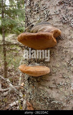 De jeunes champignons de Bracket noirs (Phellinus nigricans) qui poussent sur le tronc d'un bouleau rouge mort (Betula occidentalis), Banque D'Images