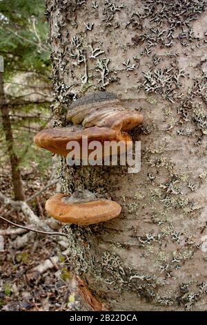 De jeunes champignons de Bracket noirs (Phellinus nigricans) qui poussent sur le tronc d'un bouleau rouge mort (Betula occidentalis), Banque D'Images