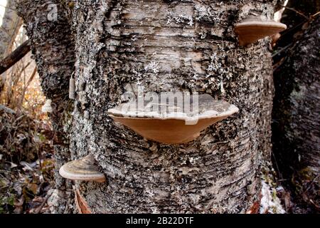 Champignons de Bracket noirs (Phellinus nigricans) qui poussent sur le tronc d'un bouleau rouge mort (Betula occidentalis), Banque D'Images