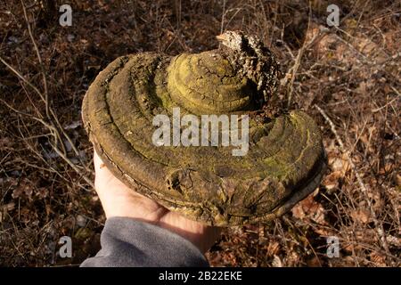 Tenant un Bracon noir (Phellinus nigricans) qui a été trouvé croissant sur le tronc d'un bouleau rouge mort (Betula occidentalis), Banque D'Images