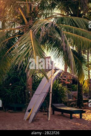 Planches de surf fixées verticalement avec leurs coudes reposant sur un stand en bois dans le sable à une station de surf au Sri Lanka Hikkaduwa Banque D'Images