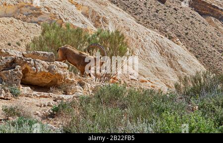 mâle arabian nubian ibex yael marchant sur la pente rocheuse de wadi nahal karkash à côté d'un rotem buisson dans le désert de la zin d'israël près de sde boker Banque D'Images