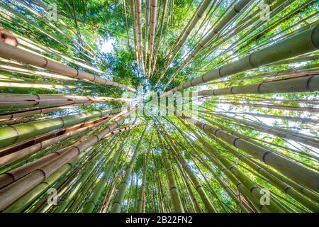 Ciel de forêt de bambou. Vue grand angle basse Banque D'Images