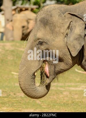 portrait d'un éléphant mangeant de l'herbe dans le zoo de prague Banque D'Images