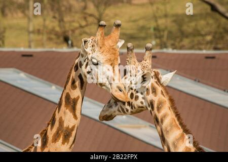 têtes de deux girafes reliant dans le zoo Banque D'Images