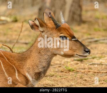 portrait de l'antilope kudu jeune homme dans le zoo Banque D'Images