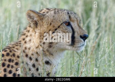 Cheetah (Acinonyx jubatus), jeune homme adulte, dans la haute herbe, gros plan de la tête, Kgalagadi TransFrontier Park, Northern Cape, Afrique du Sud, Afrique du Sud, Afrique du Sud, Afrique du Sud, Afrique du Sud, Afrique du Nord, Afrique australe Banque D'Images