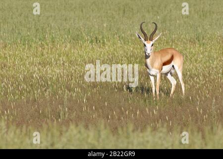 Springbok (Antidorcas marsupialis), homme adulte, debout dans la haute herbe, motionless, Kgalagadi TransFrontier Park, Northern Cape, Afrique du Sud Banque D'Images