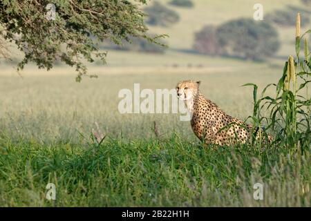 Cheetah (Acinonyx jubatus), jeune homme adulte, assis au trou d'eau, Alert, Kgalagadi TransFrontier Park, Northern Cape, Afrique du Sud, Afrique Banque D'Images