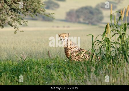 Cheetah (Acinonyx jubatus), jeune homme adulte, assis au trou d'eau, Alert, Kgalagadi TransFrontier Park, Northern Cape, Afrique du Sud, Afrique Banque D'Images