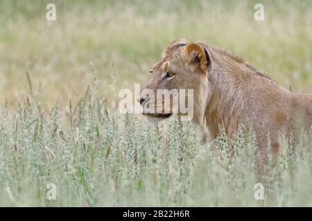 Lion noir (Panthera leo vernayi), jeune homme adulte, dans l'herbe haute, Kgalagadi TransFrontier Park, Northern Cape, Afrique du Sud, Afrique Banque D'Images