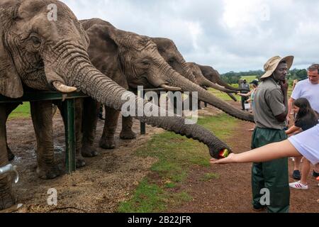 Knysna Elephant Park est un sanctuaire qui s'occupe des éléphants d'Afrique secourus où les visiteurs peuvent marcher avec les animaux près de Knysna, en Afrique du Sud Banque D'Images