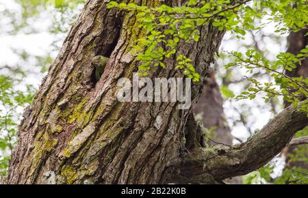 Un Parakeet australien, Enicognathus ferrugineus, dans un nid de bois dans le parc national de Torres del Paine, Patagonia, Chili. Banque D'Images