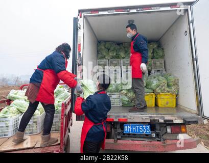 (200229) -- SANMENXIA, le 29 février 2020 (Xinhua) -- les membres du personnel d'une plate-forme de commerce électronique chargent des légumes à partir d'une base de plantation dans le district de Shanzhou de Sanmenxia, dans la province de Henan en Chine centrale, le 28 février 2020. Récemment, Sanmenxia a réalisé un projet visant à assurer l'approvisionnement en légumes pour les résidents par le biais d'un système de distribution communautaire développé par une plate-forme de commerce électronique. La plate-forme transporte les légumes des bases de plantation des agriculteurs locaux vers les communautés résidentielles. Les résidents locaux recueillent leurs commandes séparément. De cette façon, les résidents peuvent acheter des légumes frais avec un « contact zéro » dans le Banque D'Images