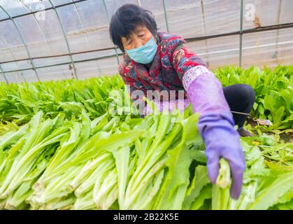 (200229) -- SANMENXIA, le 29 février 2020 (Xinhua) -- UN villageois recueille des légumes à une base de plantation dans le district de Shanzhou de Sanmenxia, dans la province de Henan en Chine centrale, le 28 février 2020. Récemment, Sanmenxia a réalisé un projet visant à assurer l'approvisionnement en légumes pour les résidents par le biais d'un système de distribution communautaire développé par une plate-forme de commerce électronique. La plate-forme transporte les légumes des bases de plantation des agriculteurs locaux vers les communautés résidentielles. Les résidents locaux recueillent leurs commandes séparément. De cette façon, les résidents peuvent acheter des légumes frais avec un « contact zéro » dans l'ensemble du processus. Jusqu'à maintenant, t Banque D'Images