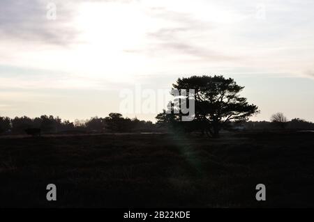 In der Wunderschönen Dünenheide im Nationalpark Hiddensee zwischen Vitte und neuendorf kann wunderbar entspannen. Banque D'Images