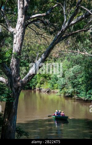 Canotage sur la Yarra River à Studley Park, Melbourne, Australie Banque D'Images