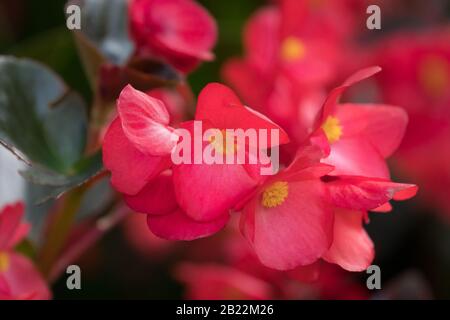 Gros plan de feuilles de bronze fleurs rouges de Begonia utilisées comme plantes de literie dans un jardin en Afrique du Sud concept abstrait nature fond Banque D'Images