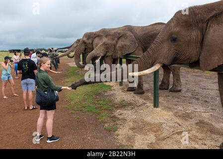 Knysna Elephant Park est un sanctuaire qui s'occupe des éléphants d'Afrique secourus où les visiteurs peuvent marcher avec les animaux près de Knysna, en Afrique du Sud Banque D'Images