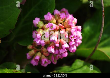 Fleurs de heartleaf bergenia, Bergenia crassifolia. Motif carte de vœux avec fleurs roses, 8 mars. Image pour le décor intérieur. Banque D'Images