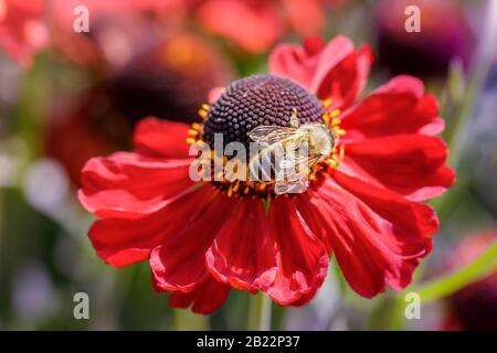 batte sur la fleur helen rouge Banque D'Images