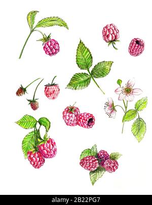 Ensemble de framboises rouges sur fond blanc. Dessiné avec des crayons de couleur. Banque D'Images